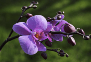 Dendrobium Phalaenopsis flower extract