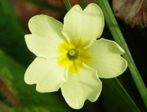 primrose flower